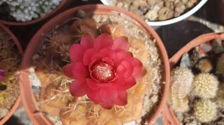 Gymnocalycium baldianum