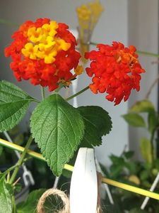 Lantana