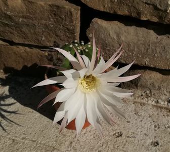 Echinopsis Subdenudata