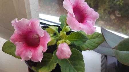 Gloxinia roz superba 
