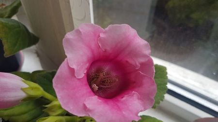 Detaliu floare