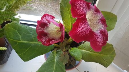 Gloxinia tigrina rosie