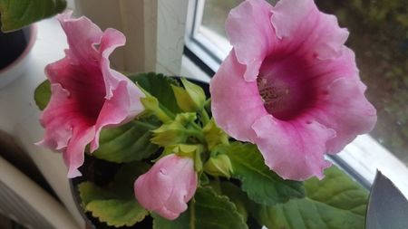 Gloxinia roz