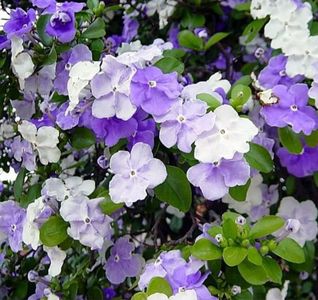 Brunfelsia Pauciflora