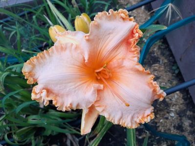 Orange cream