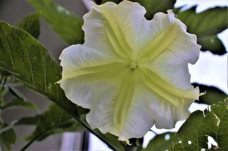 flori de murrhardt 22