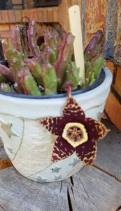 Stapelia variegata