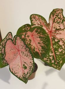 Caladium 25 lei