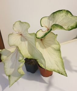 Caladium 25 lei