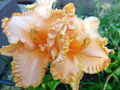 Orange Cream