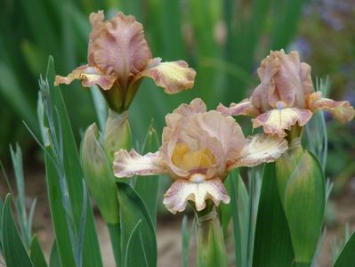 iris pitic nr 2- 5 lei rizomul