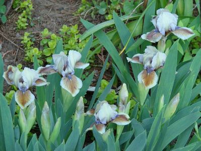 iris pitic nr 3- 5 lei rizomul