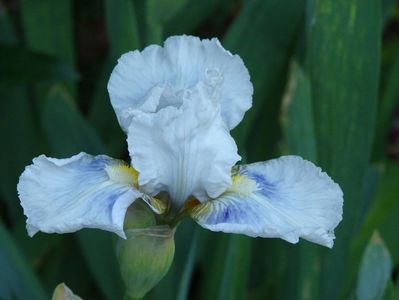 iris mediu nr 5- 7 lei rizomul.