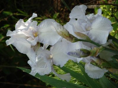 iris inalt nr 6- 9 lei- remontant