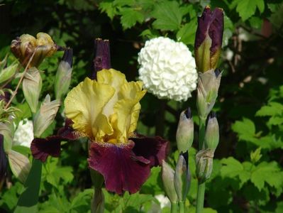 iris inalt nr 9- 10 lei rizomul