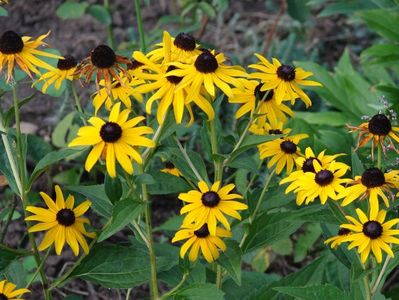 Rudbeckia Goldsturm-5 lei