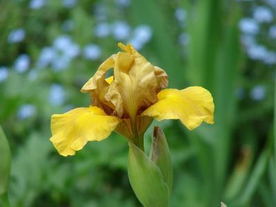 iris mediu nr 10- 7 lei