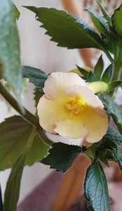 Yellow English Rose; Prima floare de anul asta e cam goala si cam galbena. Sa vedem urmatoarele...
