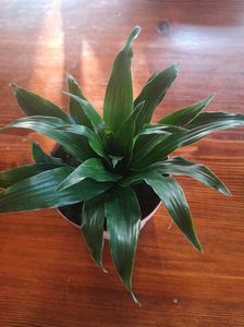 Dracena