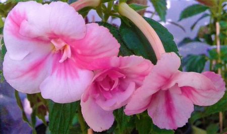 ; Este diferenta mare..compara-1
