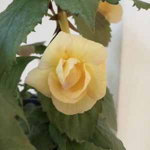 RFs Tropicana