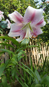 lilium orientale "Anastasia"