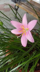 zephyranthes rosa