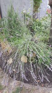 lavandula angustifolia