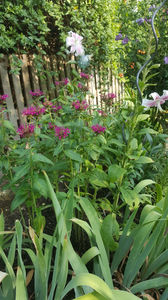 monarda didyma(menta indiana)