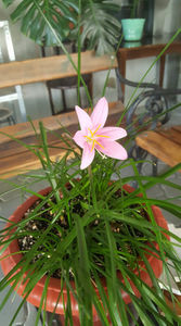 zephyranthes rosa