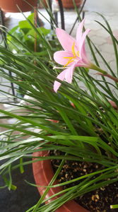 zephyranthes rosa