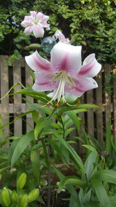 lilium orientale "Anastasia"