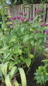 monarda didyma(menta indiana)