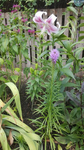 liatris spicata