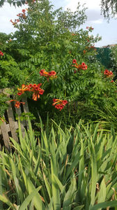 campsis radicans(luleaua turcului)