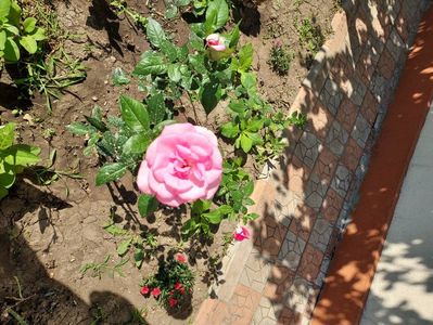 Trandafirul meu roz