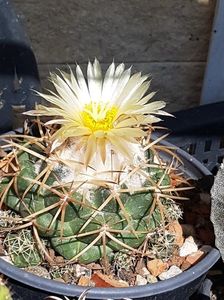 Coryphanta sulcolanata-harnicuta