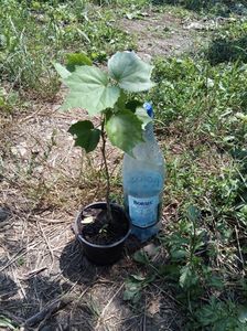 Abutilon portocaliu 35lei