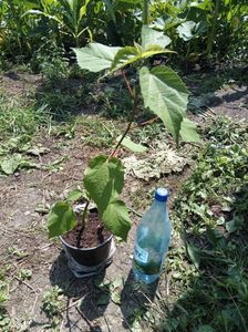 Hibiscus moschetous 35lei; Hibiscus moschetous roșu 30 lei
