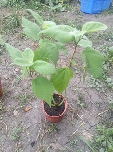 Hibiscus moschetous 35lei