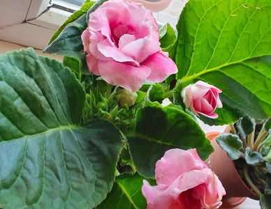 Gloxinia; 26.07.2021

