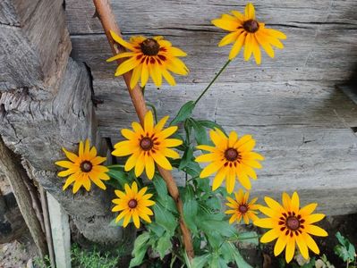 Rudbeckia