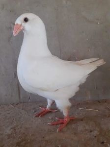 received_541270307083133