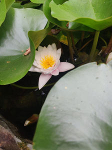 Nymphaea rosea; iulie 2021
