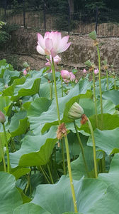 Lotus de Nil - Lotus de IndiaNelumbo nucifera; iulie 2021
