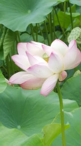 Lotus de Nil - Lotus de IndiaNelumbo nucifera; iulie 2021
