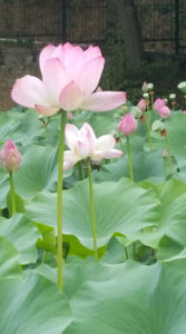 Lotus de Nil - Lotus de IndiaNelumbo nucifera; iulie 2021
