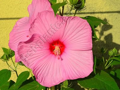 hibiscus Mauvelous