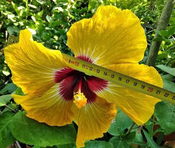 O floare uriașă...22cm