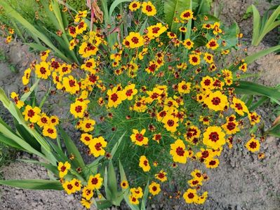 Coreopsis